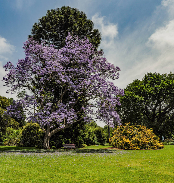 Kwitnący Jacaranda w ogrodzie botanicznym w Melbourne. - Zdjęcie, obraz