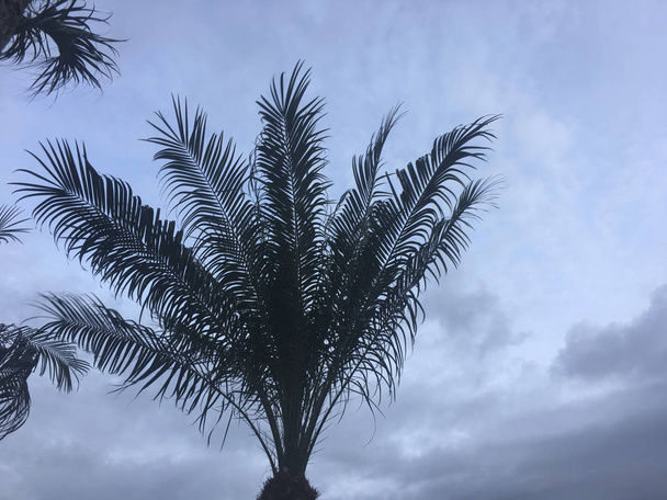 palmiers soufflant dans le vent de tempête
 - Photo, image