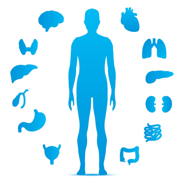 simple icon silhouettes of human organs and unisex human figure - Wektor, obraz