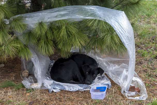 Musta koditon koira improvisoidussa koiratalossa Luotu käyttäen nailonia
 - Valokuva, kuva