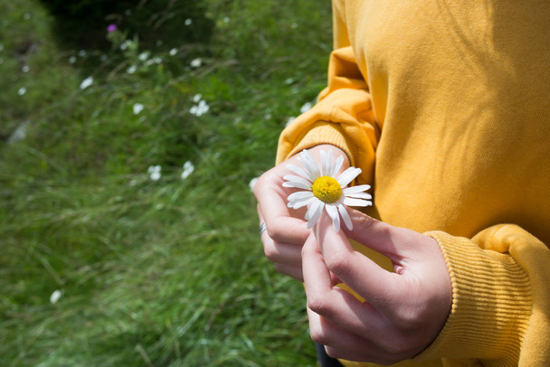girl holds a camomile in hands  - Foto, afbeelding