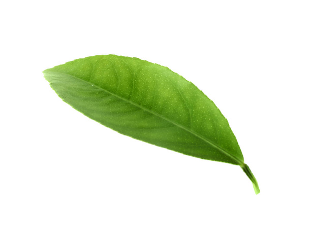 Fresh green citrus leaf isolated on white - Photo, Image