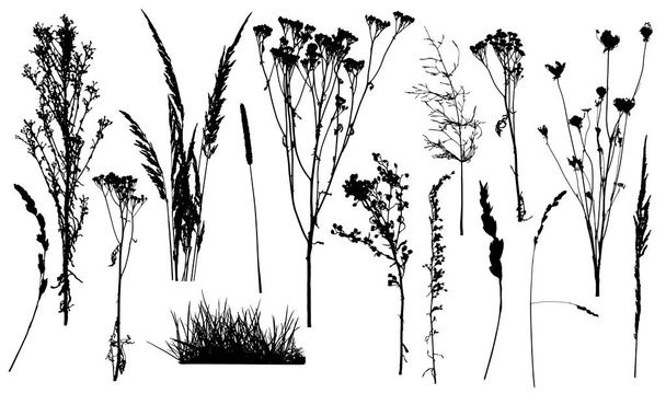 Silhouettes of weed plants, set of wild plants and grass. Vector - Vector, Image