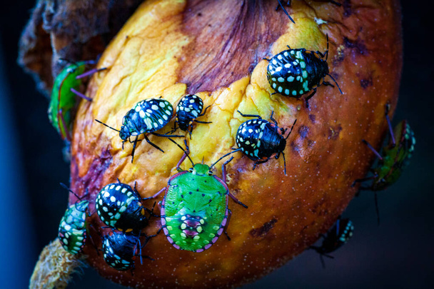 Nezara haantje Green Shield bug Southern stinken - Foto, afbeelding