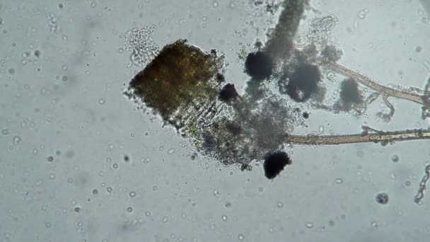 Rotifer se cache brusquement dans les algues puis sort à nouveau
 - Séquence, vidéo