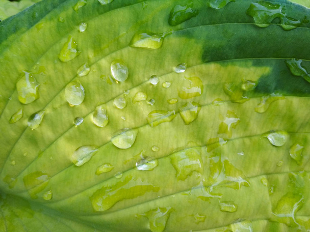 Beautiful Hosta leaves background with drop of dew in morning on leaf. - Photo, Image