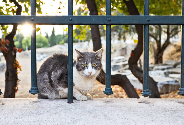 Athene katten bij zonsondergang - Foto, afbeelding