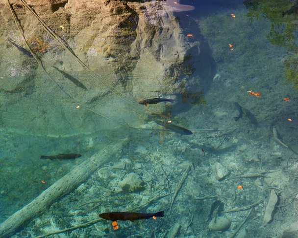 Des truites nagent dans des eaux cristallines
 - Photo, image