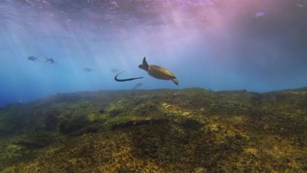 Deniz Kaplumbağası ve Boru Balıkları. Dramatik Güneş Işığı Deniz Yüzeyi Dalgaları ve Mavi Güneş Işığı Deniz Yüzeyi - Video, Çekim