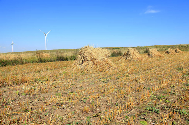 Podzimní terasy a větrné turbíny - Fotografie, Obrázek