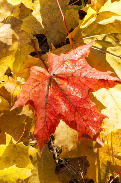 秋の紅葉、自然に撮影 - 写真・画像