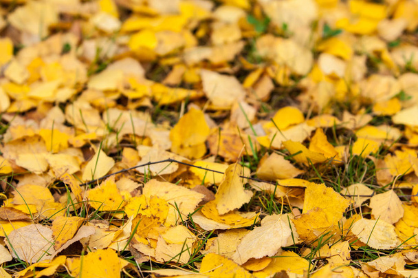 bladeren van de herfst - Foto, afbeelding