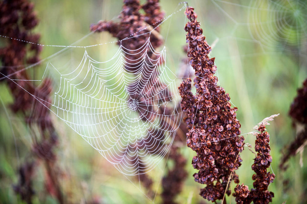 αραχνιά, της αράχνης - Φωτογραφία, εικόνα