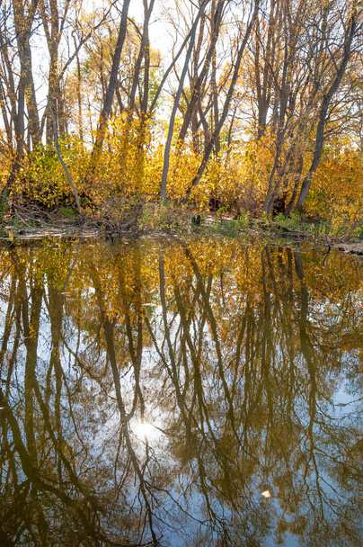 Autumn calm on the lake reflection of trees in water - Foto, imagen