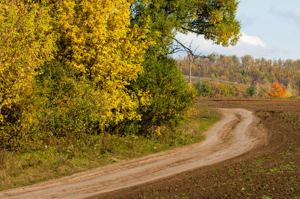 outono árvores amarelas estrada país
 - Foto, Imagem