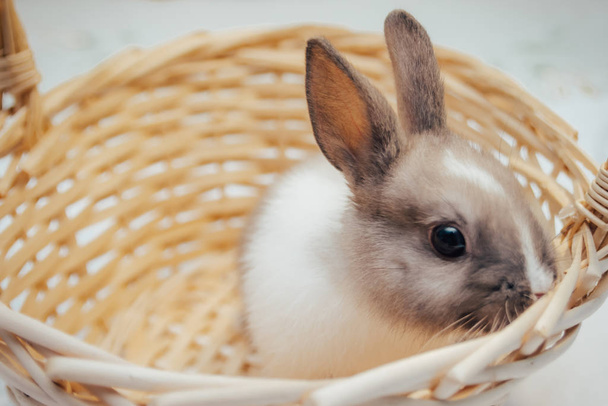 кролик у плетеному кошику
 - Фото, зображення