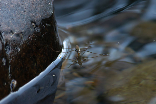 Обезжиренный жук сидит на воде над валунами
 - Фото, изображение
