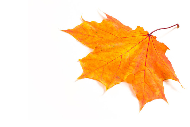 Folhas de bordo de outono. a folha do bordo, usada como um emblema de
 - Foto, Imagem