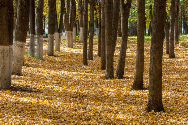 公園、リンデンの木ドロップ葉黄色の秋 - 写真・画像