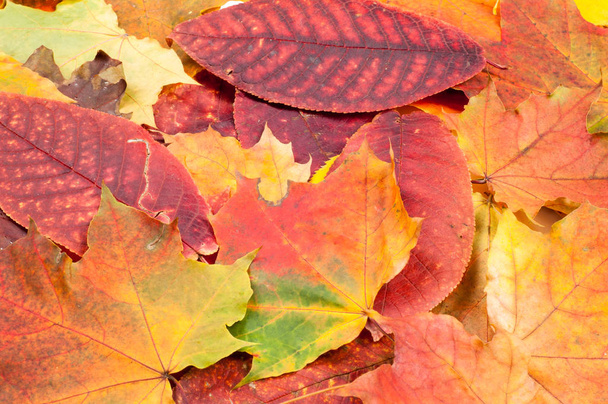 Осенние листья.  - Фото, изображение