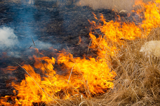 burning reeds. fire - Photo, Image