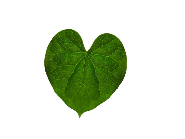 ayurvedic giloy herbal leaves - Photo, Image