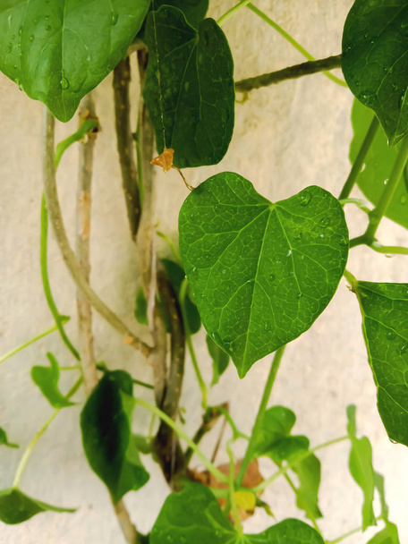 Fresh and ayurvedic giloy herbal leaves - Photo, Image