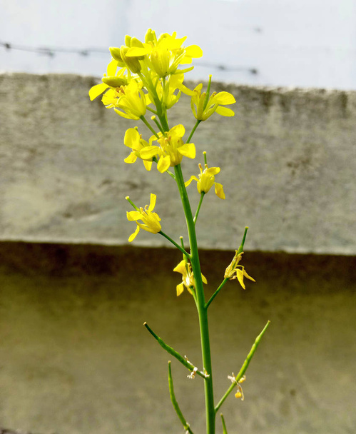 新鮮な黄色の花と生の種子を植える必要があります - 写真・画像