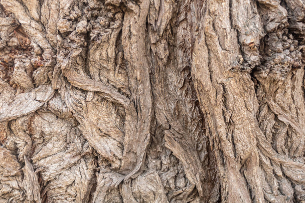 Tree Bark Texture of Very Old Willow Tree - Zdjęcie, obraz