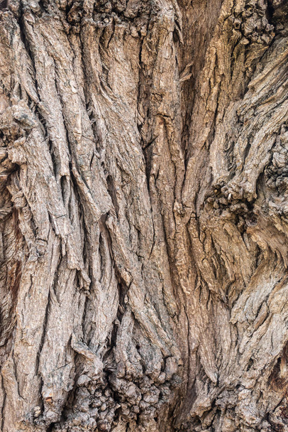Textura de casca de árvore de muito antiga árvore de salgueiro
 - Foto, Imagem
