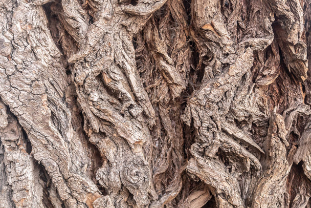 Nagyon öreg fűzfa kéreg textúrája - Fotó, kép