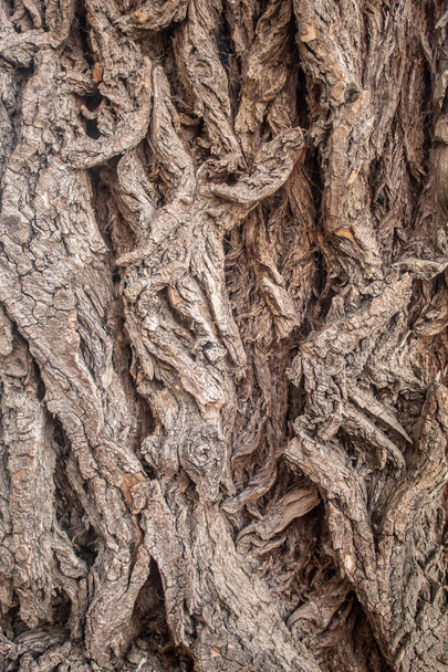 Tree Bark Texture of Very Old Willow Tree - Fotoğraf, Görsel