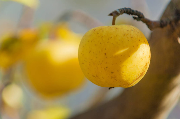 sappige rijpe appels, close up - Foto, afbeelding