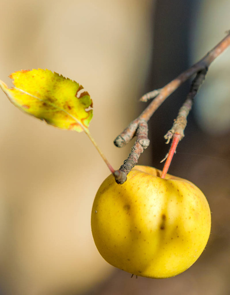 elmalar - Fotoğraf, Görsel