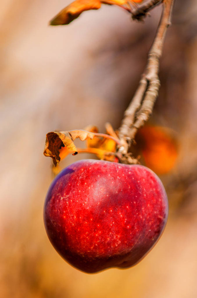 яблоки - Фото, изображение