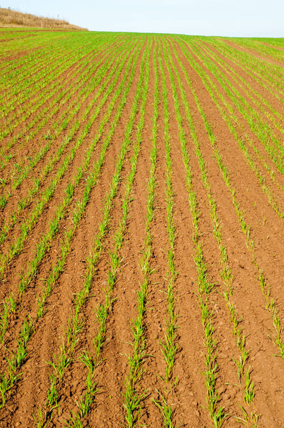 Осінь, пагони озимих культур зернових
 - Фото, зображення