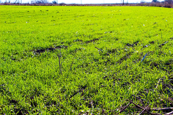 Пшеничне поле на зиму
 - Фото, зображення