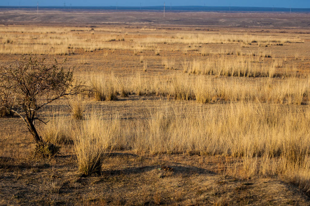 steppe in early spring.  Nature, travel - Photo, Image