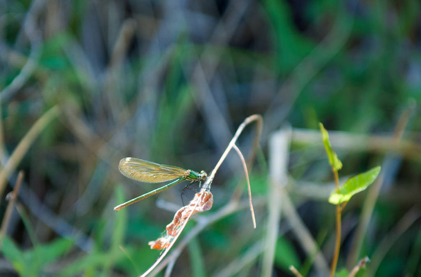 Libelle sitzt auf einem Schilf - Foto, Bild