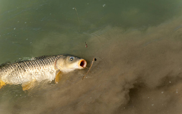 Fisch beim Angeln gefangen, Karpfen - Foto, Bild