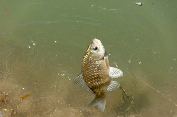Poisson pêché lors d'un voyage de pêche, carpe
 - Photo, image