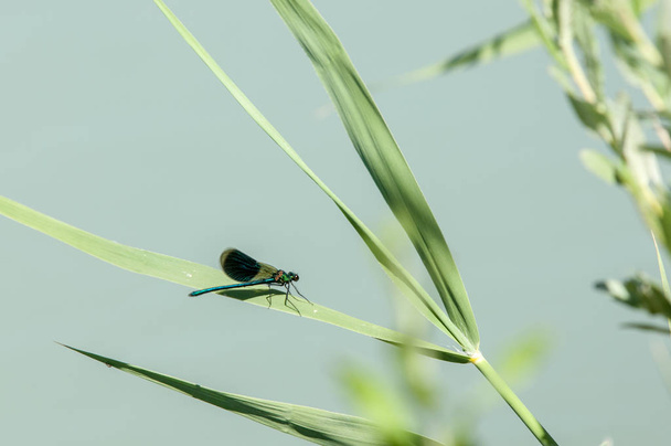 Dragonfly sitting on a reed - Photo, Image