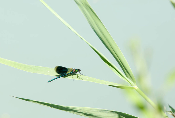 Драконяча муха сидить на тростині
 - Фото, зображення