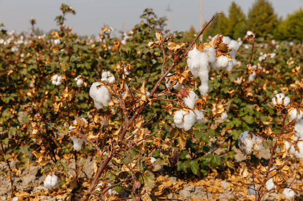 Rama de algodón maduro, Uzbekistán - Foto, imagen