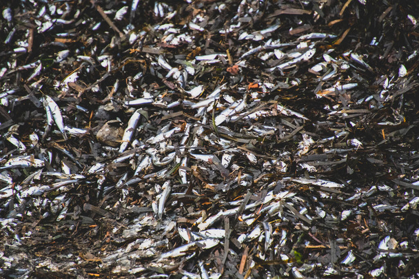 Тисячі мертвих анчоусів на пляжі Білий Рок Bc Canada November 28 2019 - Фото, зображення
