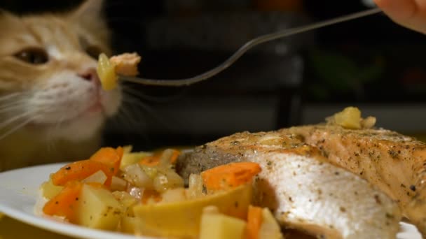 kot czuje jedzenie na srebrnym widelcu z czerwoną rybą na pierwszym planie - Materiał filmowy, wideo