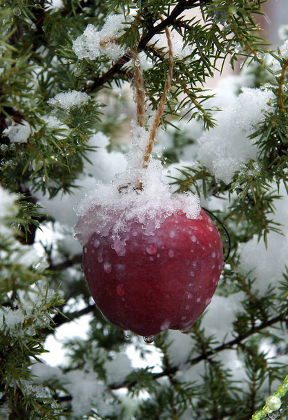 Snow on a red apple - Фото, изображение