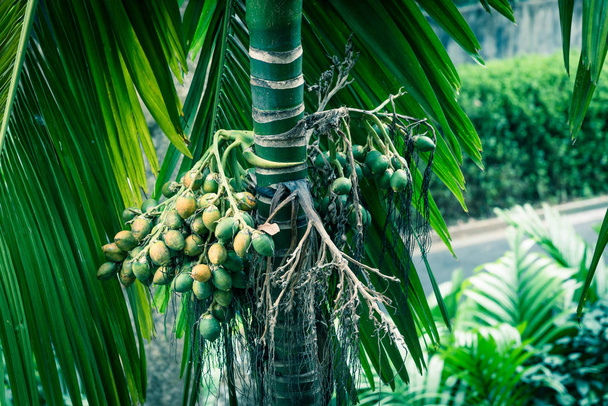 Vue angle bas close-up vert et mûr Areca palmier noix sur branche d'arbre à Singapour
 - Photo, image