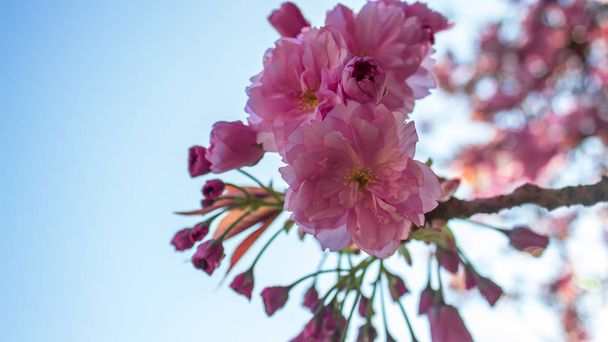 Flor de cerezo Primer plano de sakura rosa flor de cerezo en primavera
 - Foto, imagen