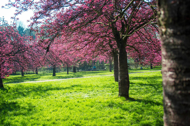 cseresznyefa virágzik a tavaszi - Fotó, kép